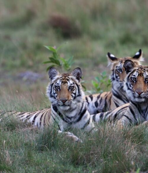 Auf Pirsch und Safari Tiger in Indien entdecken