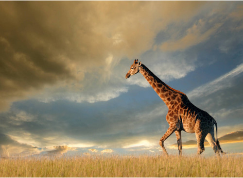 majestätische Giraffen in Botswana