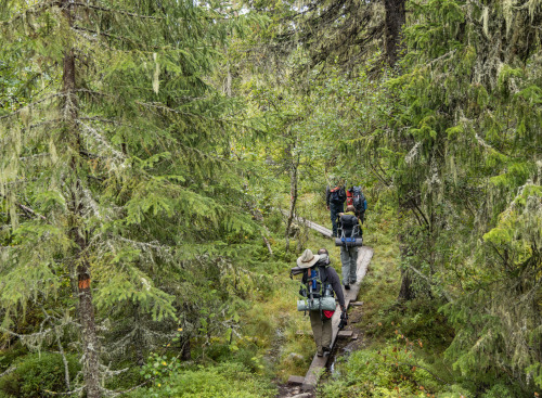 Schweden Waldpfad